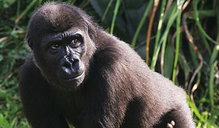 В США подавили восстание обезьян В США подавили восстание обезьян