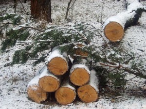 «Черные лесорубы» из Брянской области наследили под Смоленском