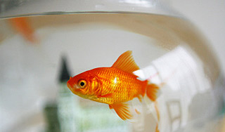 Пожарный сломал ногу при спасении рыбки Пожарный сломал ногу при спасении рыбки