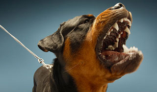 Полиция оттащила пса от лица ребенка Полиция оттащила пса от лица ребенка