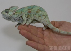 Курские стражи порядка нашли в машине брянца мини-зоопарк Фото: terrariy.ru