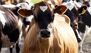 Россия запретила корм из Европы Россия запретила корм из Европы