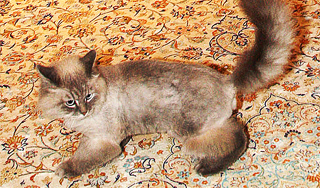 От Медведева сбежал кот Дорофей От Медведева сбежал кот Дорофей