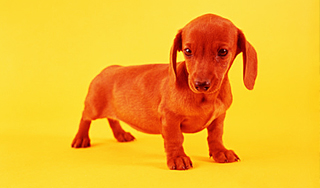 В США родилась крошечная такса В США родилась крошечная такса