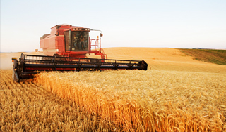 Российских аграриев защитят перед ВТО Российских аграриев защитят перед ВТО