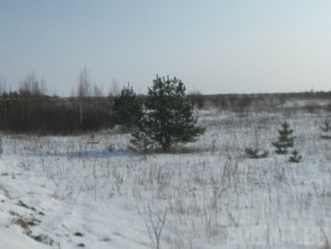 В Брянской области нашли 2,8 тысяч гектаров погибающих земель