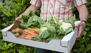 Цены на овощи стремительно растут Цены на овощи стремительно растут