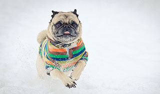 Живодеры массово травят в Москве собак Живодеры массово травят в Москве собак
