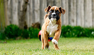 Собака покорила Интернет Собака покорила Интернет