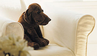 Полицейские спасли плюшевого спаниеля Полицейские спасли плюшевого спаниеля