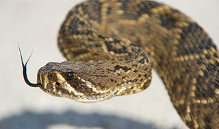 Ядовитая змея мешала посадить самолет Ядовитая змея мешала посадить самолет