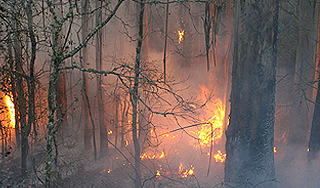 В Сибири горит тайга В Сибири горит тайга
