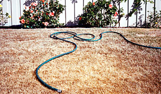 На Британию обрушилась рекордная засуха На Британию обрушилась рекордная засуха