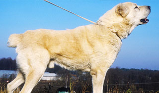 За укус собаки хозяин выплатит миллион За укус собаки хозяин выплатит миллион