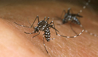 На Францию напали тигровые комары На Францию напали тигровые комары