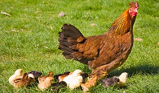Курица снесла цыпленка вместо яйца Курица снесла цыпленка вместо яйца