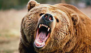 Сбежавшие медведи убили двух японок Сбежавшие медведи убили двух японок