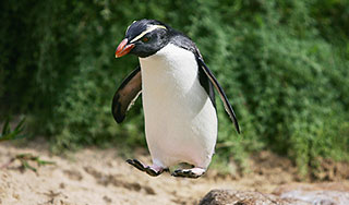 Пьяные туристы украли пингвина из зоопарка Пьяные туристы украли пингвина из зоопарка