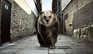 Эстонцев пугают дикие медведи Эстонцев пугают дикие медведи