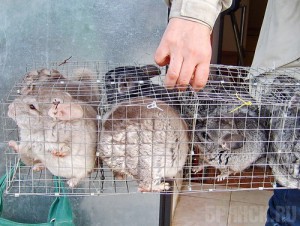 Брянские таможенники обнаружили 40 шиншилл