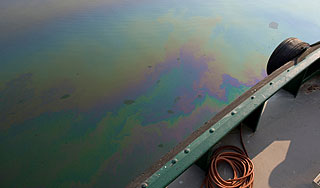 Ангару отравили нефтью Ангару отравили нефтью