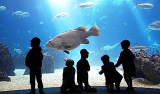 Детей-инвалидов не пустили в океанариум Детей-инвалидов не пустили в океанариум