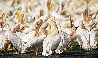 Сотни мертвых пеликанов усеяли пляжи Перу Сотни мертвых пеликанов усеяли пляжи Перу