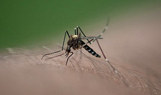 Швеция ударит по комарам авиабомбами Швеция ударит по комарам авиабомбами