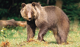 Медведица сбежала на улицу города из цирка Медведица сбежала на улицу города из цирка