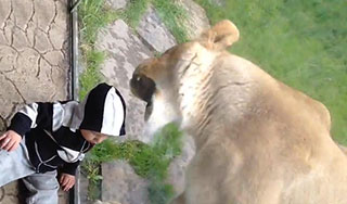 Львица пыталась съесть ребенка через стекло Львица пыталась съесть ребенка через стекло