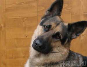 Породистых собак вернули на территорию Украины