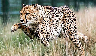 В ЮАР гепарды напали на семью туристов В ЮАР гепарды напали на семью туристов