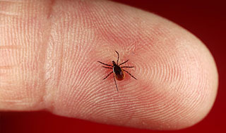 Россиян атаковали клещи Россиян атаковали клещи