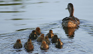 Китайцы травят российских уток в Приморье Китайцы травят российских уток в Приморье