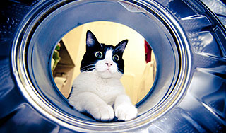 Кошку два часа полоскали в машинке Кошку два часа полоскали в машинке