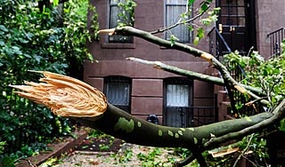 Шторм валил деревья в Москве Шторм валил деревья в Москве