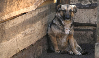 За избиение собаки дали год тюрьмы За избиение собаки дали год тюрьмы