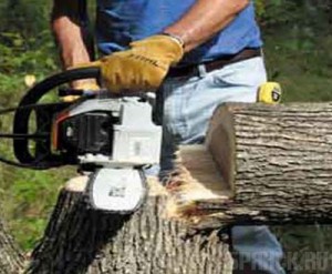 В бежицком парке Пушкина решили взяться за деревья