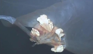 На дне океана нашли загадочное чудовище На дне океана нашли загадочное чудовище