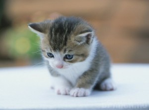 Житель Брянска зарезал приятеля из-за котенка