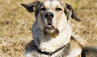 Под Москвой волкодав бросился на мальчика Под Москвой волкодав бросился на мальчика