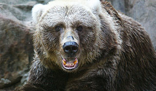 Медведи растерзали жителя Камчатки Медведи растерзали жителя Камчатки