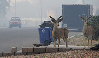 В торговый центр США забрело стадо оленей В торговый центр США забрело стадо оленей