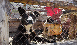 В Пермском крае подожгли питомник для собак В Пермском крае подожгли питомник для собак