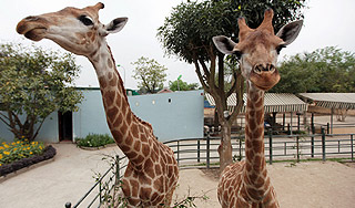 Двух жирафов насмерть испугали в зоопарке Двух жирафов насмерть испугали в зоопарке