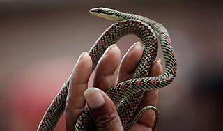 Змея укусила коноплевода в универмаге Змея укусила коноплевода в универмаге