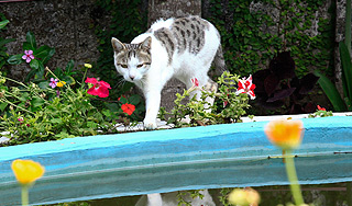 Мужчина сварил плов из кошки своего друга Мужчина сварил плов из кошки своего друга