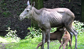 Лось пришел в полицию Москвы Лось пришел в полицию Москвы