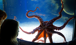 Финский осьминог предрек исход ЧМ по хоккею Финский осьминог предрек исход ЧМ по хоккею