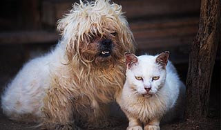 Итальянцы заплатят за домашних животных Итальянцы заплатят за домашних животных